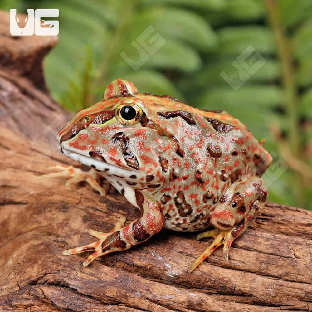 Red Pacific Pacman Frog