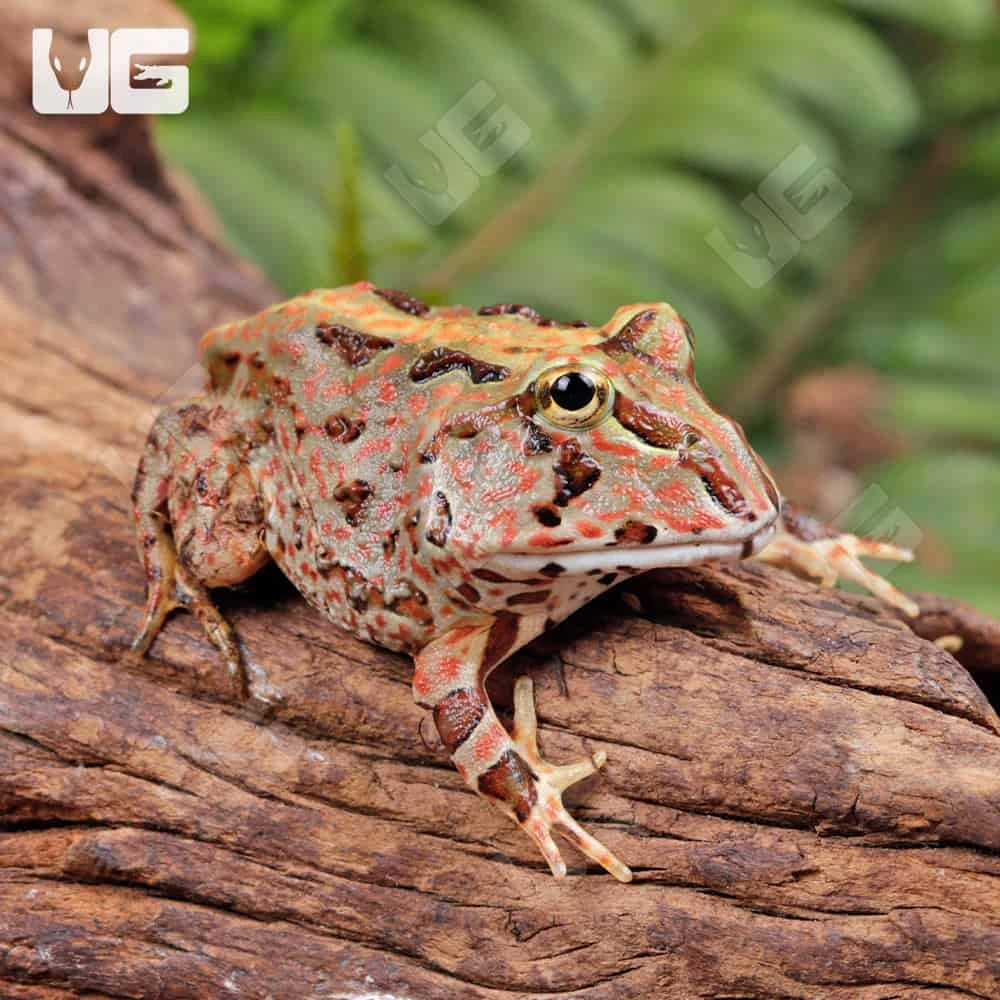 Red Pacific Pacman Frog - Image 2
