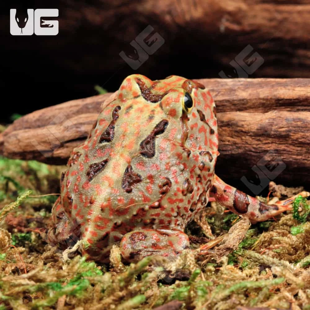 Red Pacific Pacman Frog - Image 4
