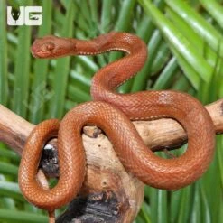 Red Purple Spotted Pit Viper