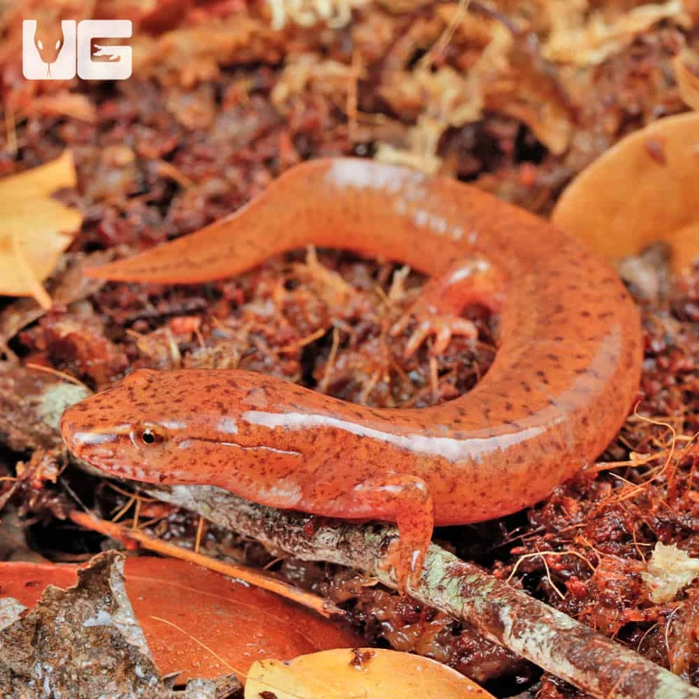 Red Spring Salamander - Image 4