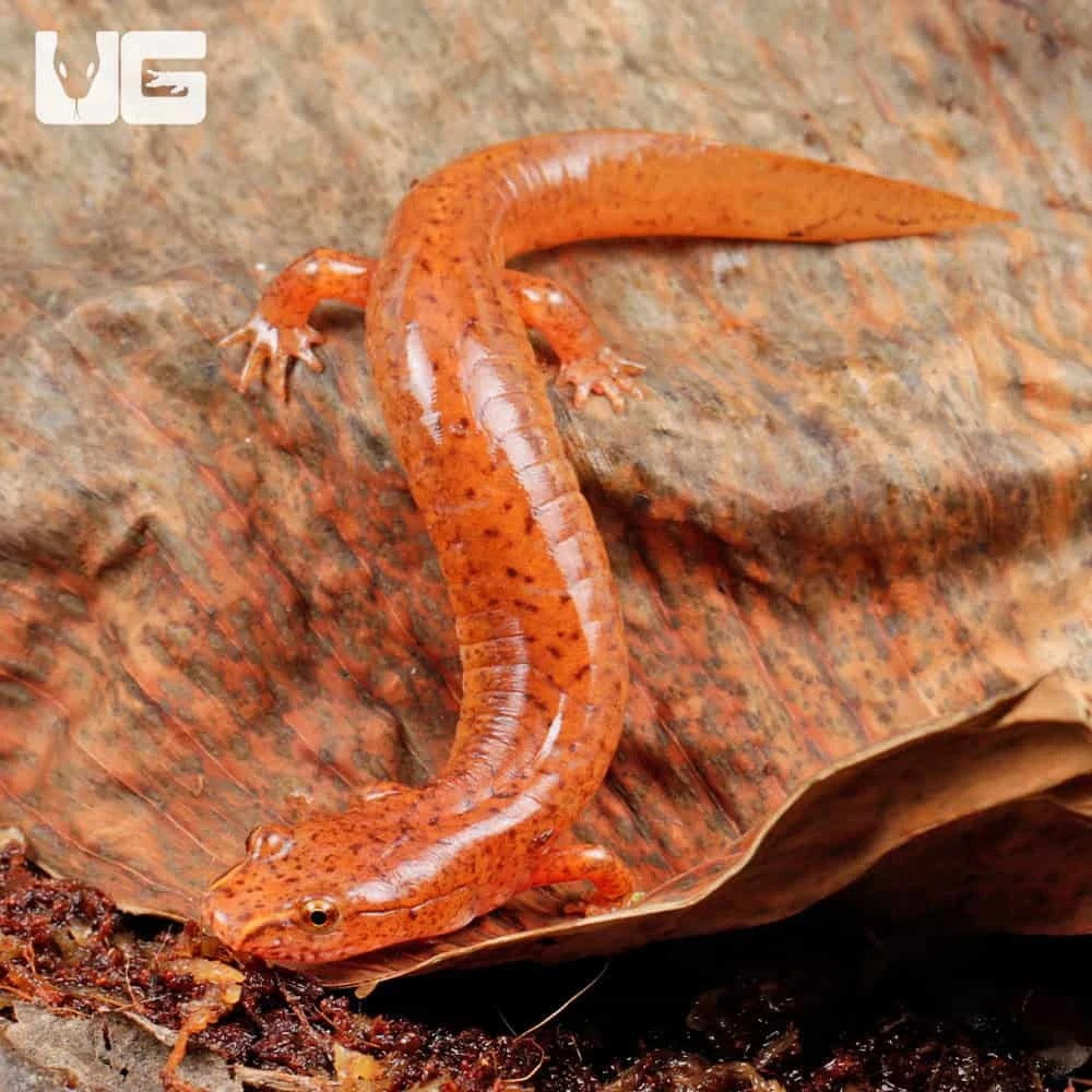 Red Spring Salamander - Image 3