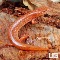 Red Spring Salamander