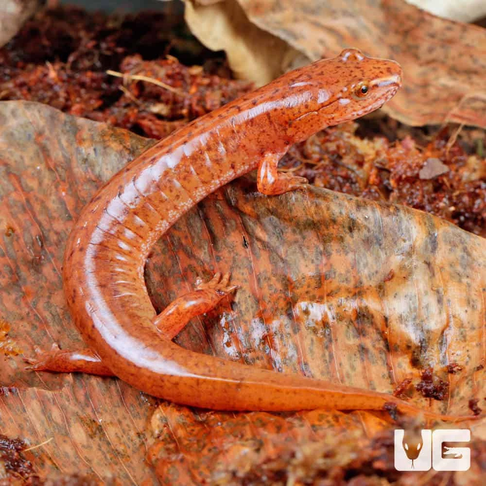 Red Spring Salamander