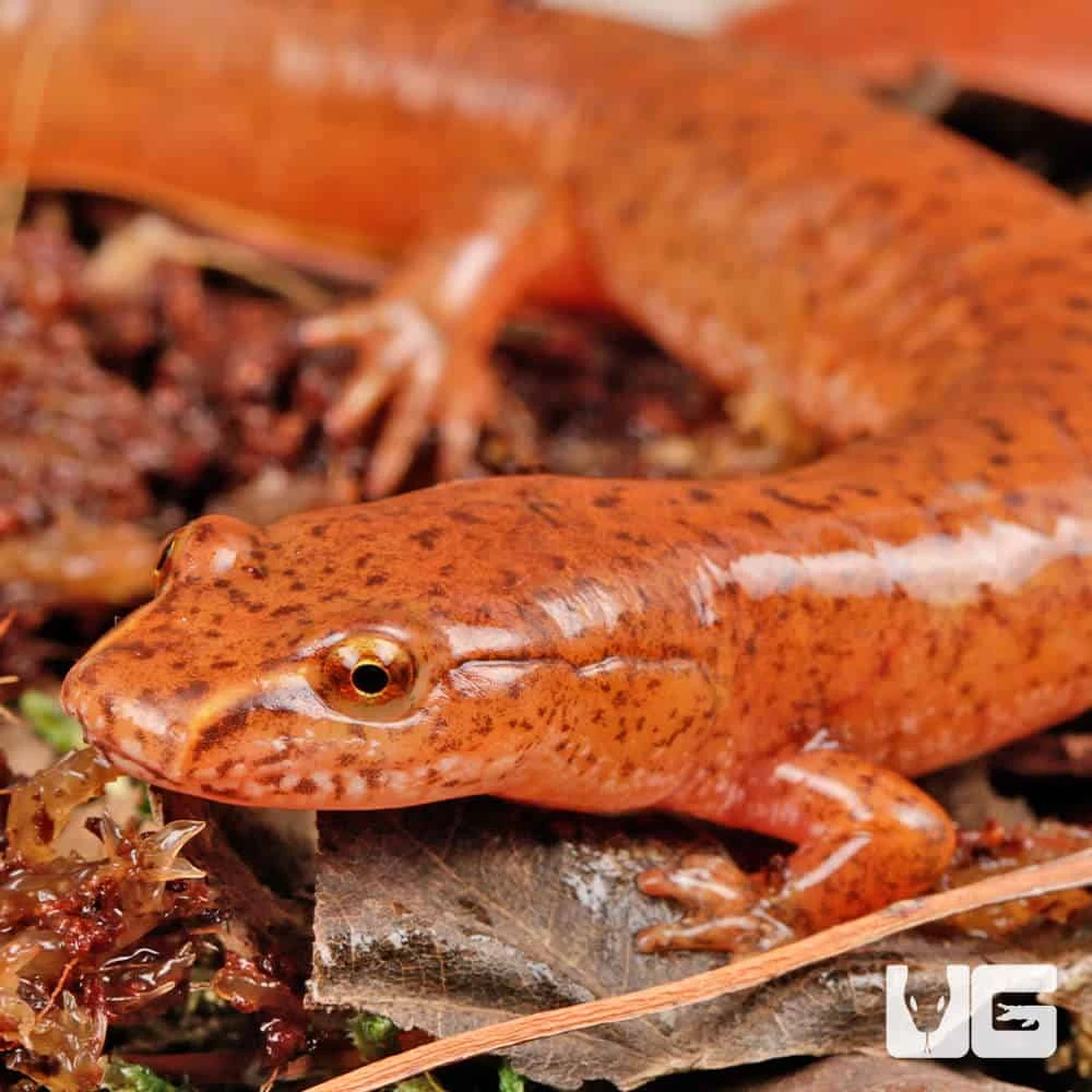 Red Spring Salamander - Image 2