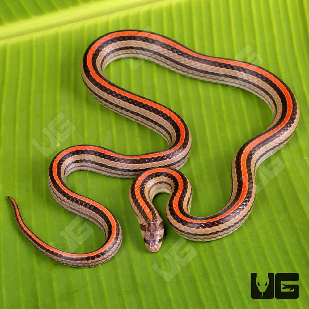 Striped Kukri Snake - Image 3