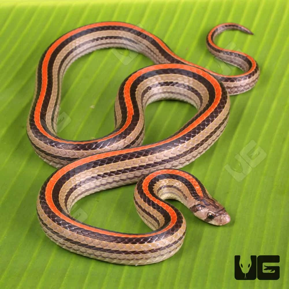 Striped Kukri Snake