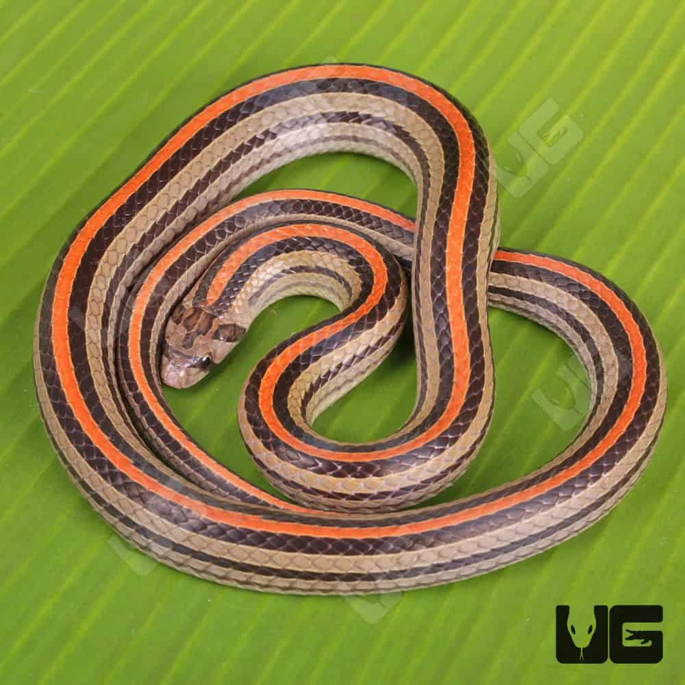 Striped Kukri Snake - Image 4