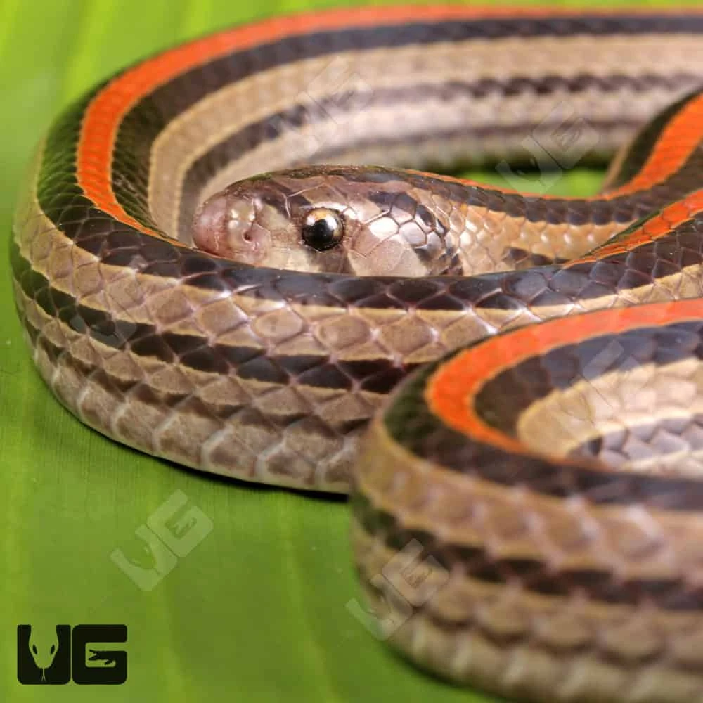 Striped Kukri Snake - Image 2