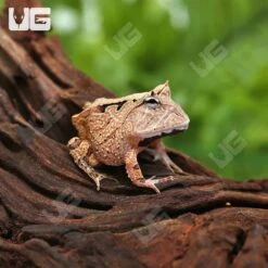 Red Suriname Horned Frog