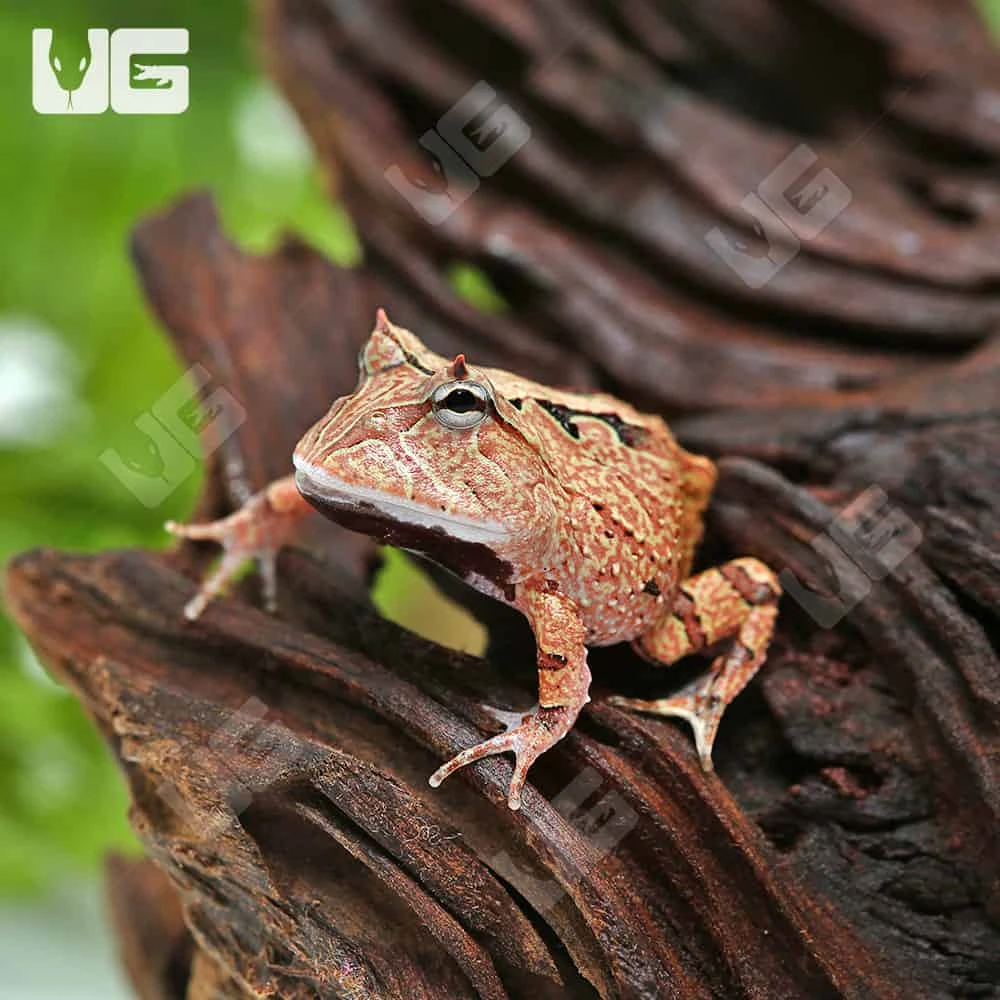 Red Suriname Horned Frog - Image 4