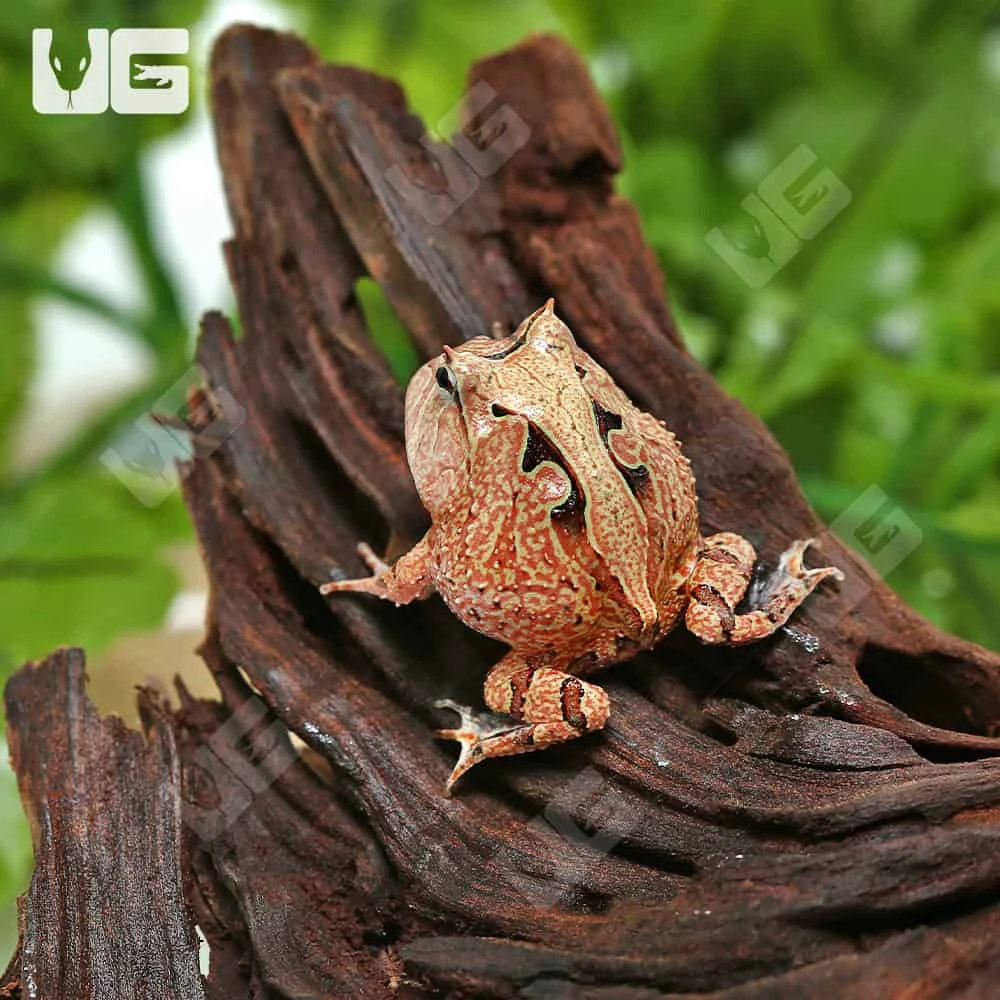 Red Suriname Horned Frog - Image 2