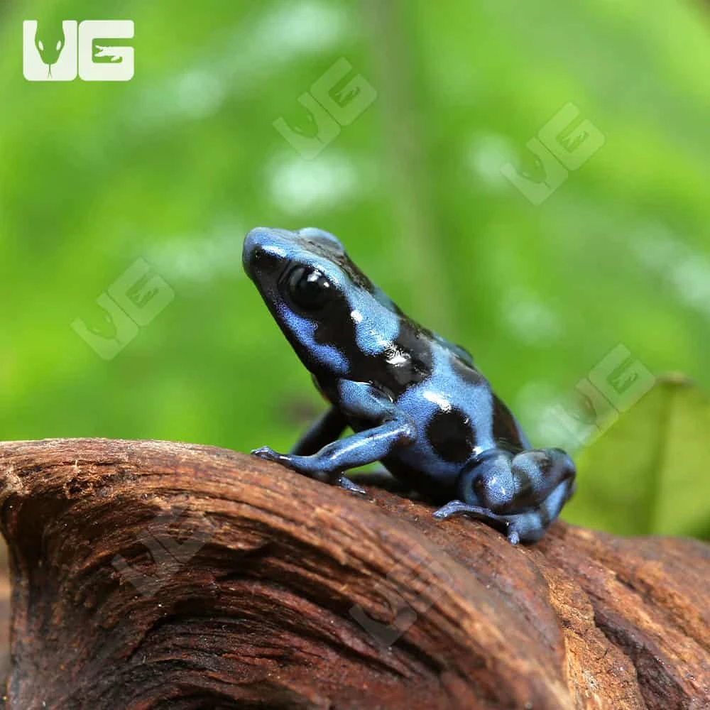C.B. Reticulated Blue And Black Auratus Dart Frog - Image 3