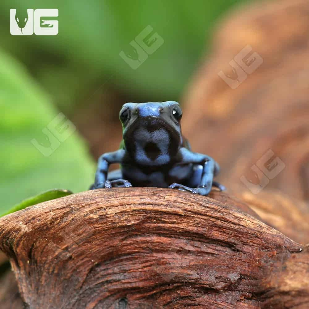 C.B. Reticulated Blue And Black Auratus Dart Frog - Image 4