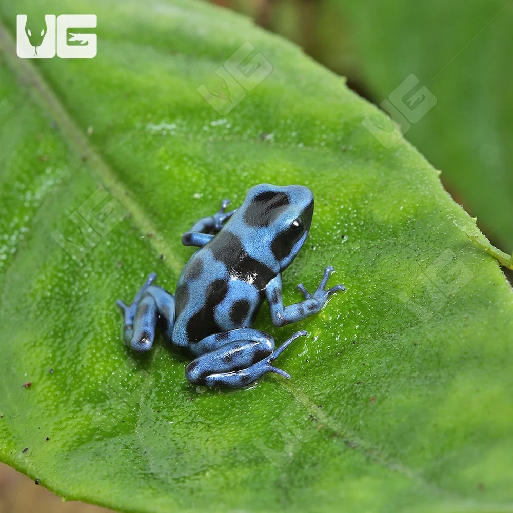 C.B. Reticulated Blue And Black Auratus Dart Frog