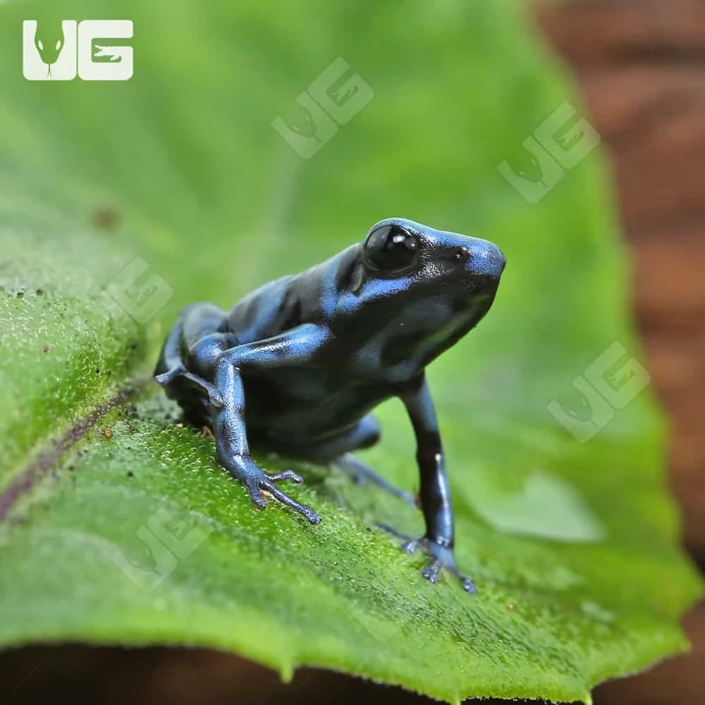 C.B. Reticulated Blue And Black Auratus Dart Frog - Image 2