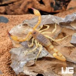 Rock Scorpion