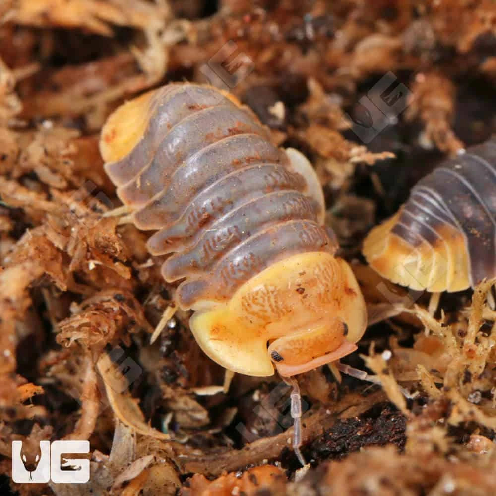 Rubber Ducky Isopods - Image 4