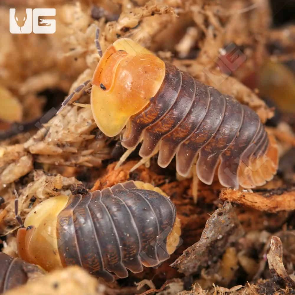 Rubber Ducky Isopods - Image 3