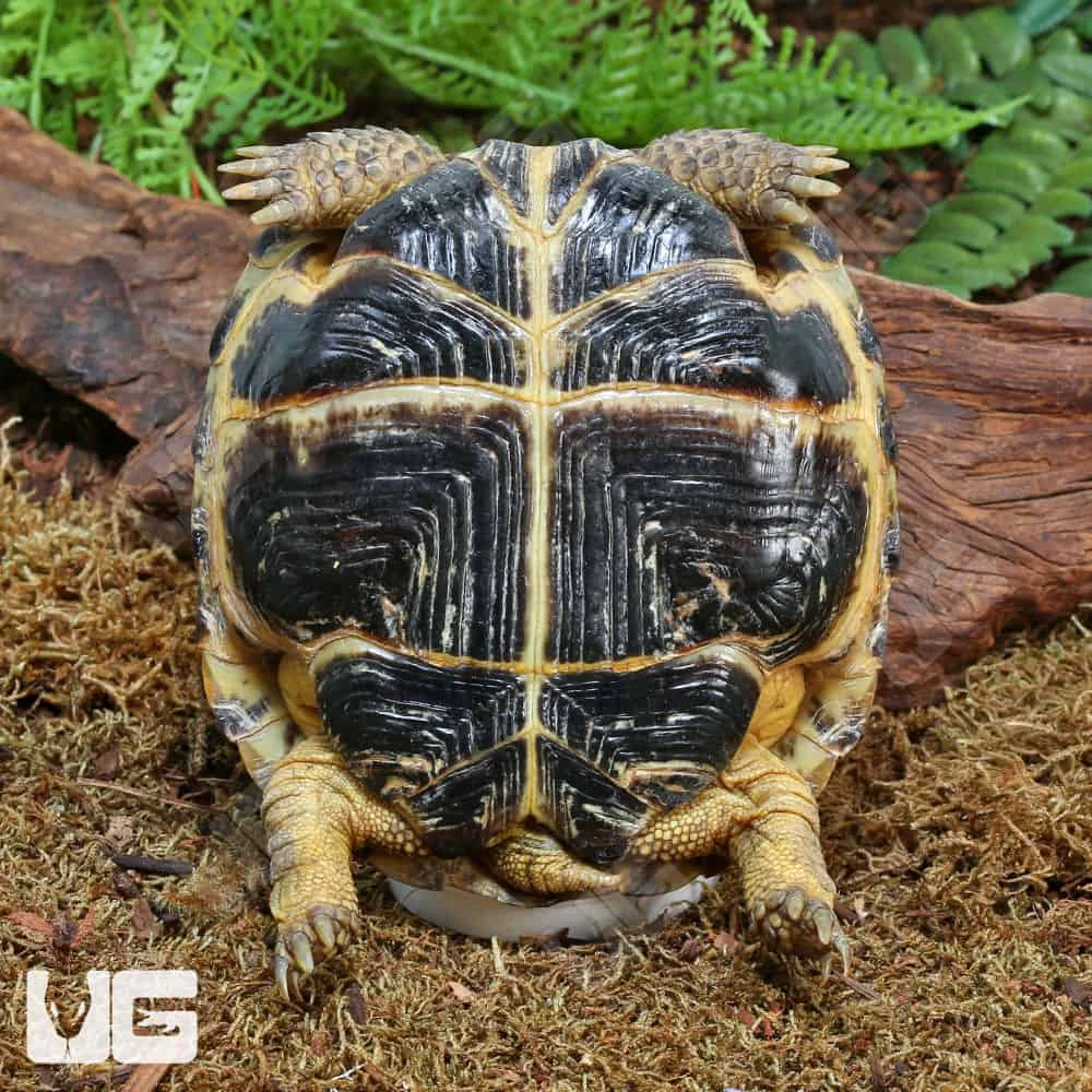 Russian Tortoise - Image 4