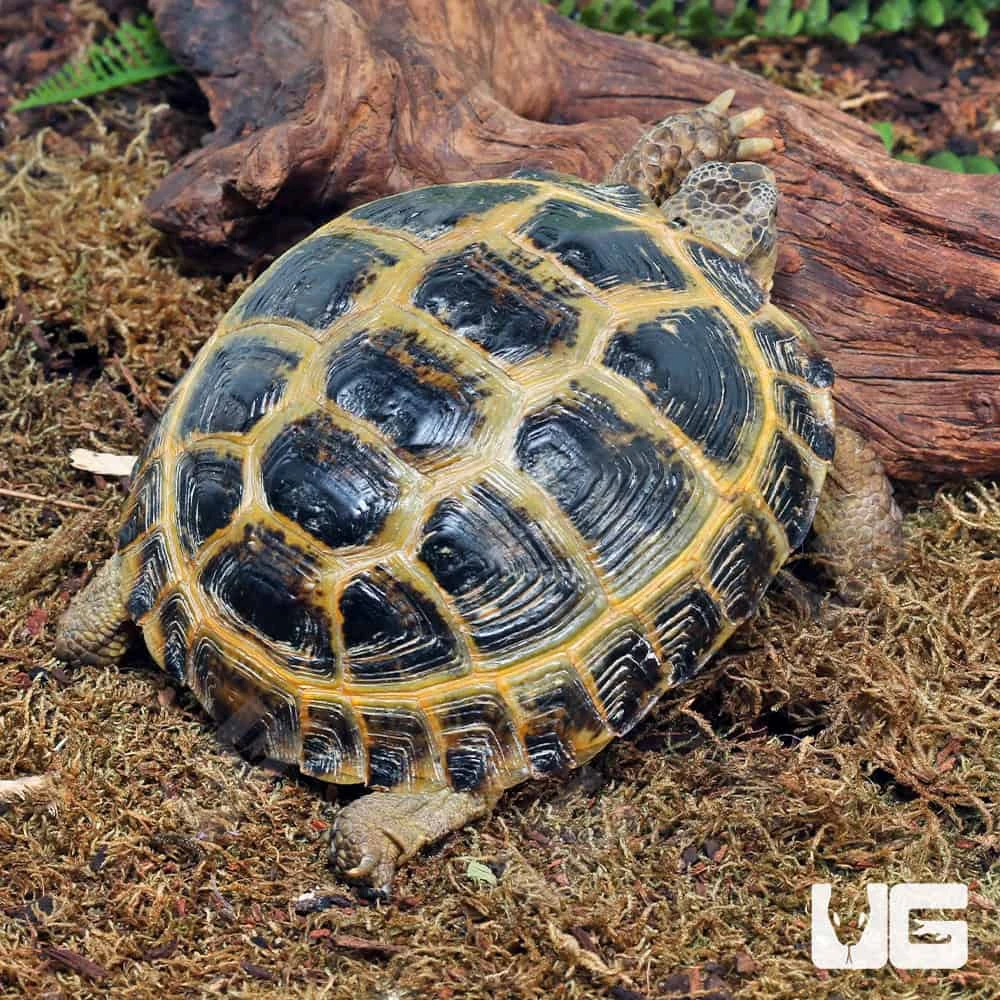Russian Tortoise - Image 3