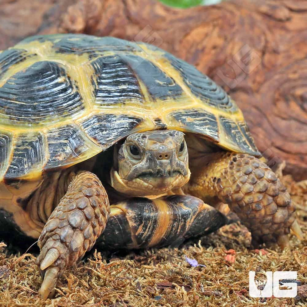 Russian Tortoise - Image 2