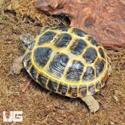 Russian Tortoise