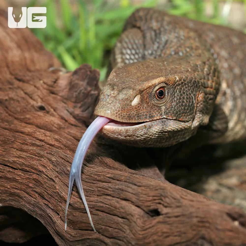 Savannah Monitor - Image 2