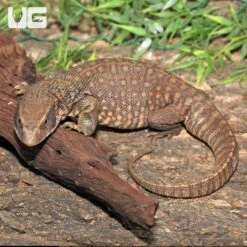 Savannah Monitor