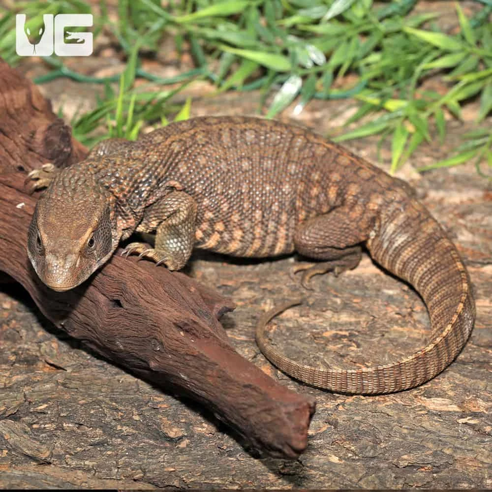 Savannah Monitor