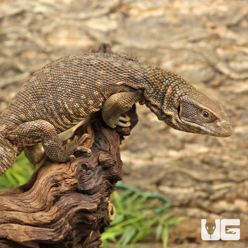 Savannah Monitor - Image 4