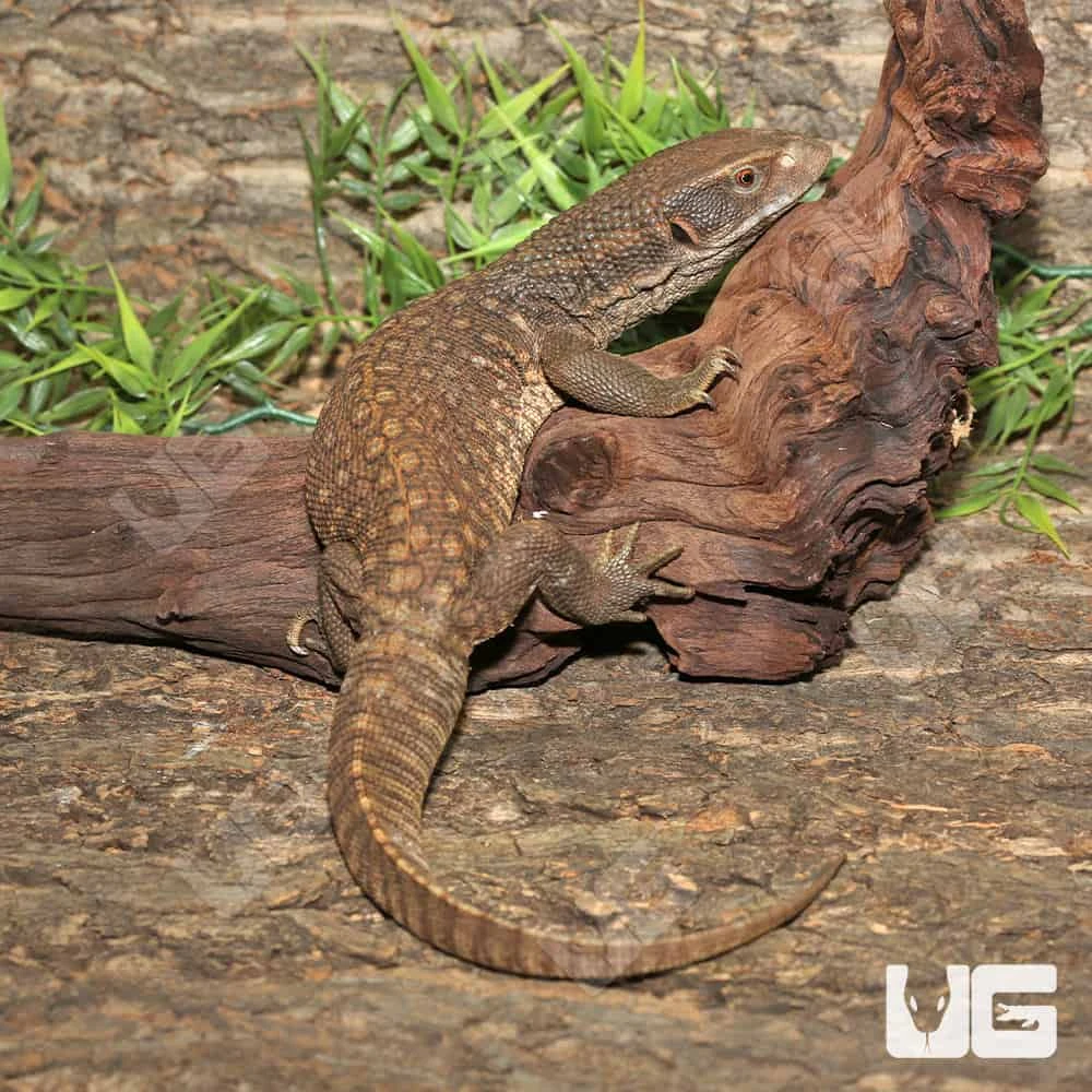 Savannah Monitor - Image 3