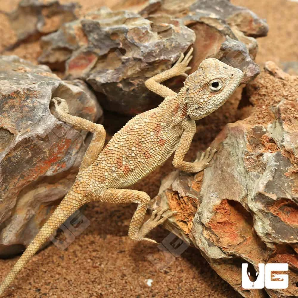 Savigny’s Agama - Image 2