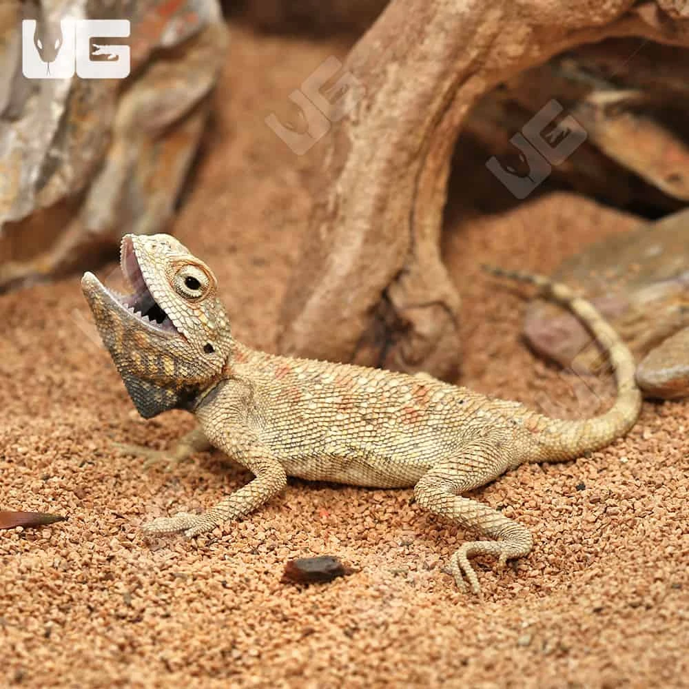 Savigny’s Agama - Image 3