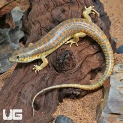 Schneider’s Skink