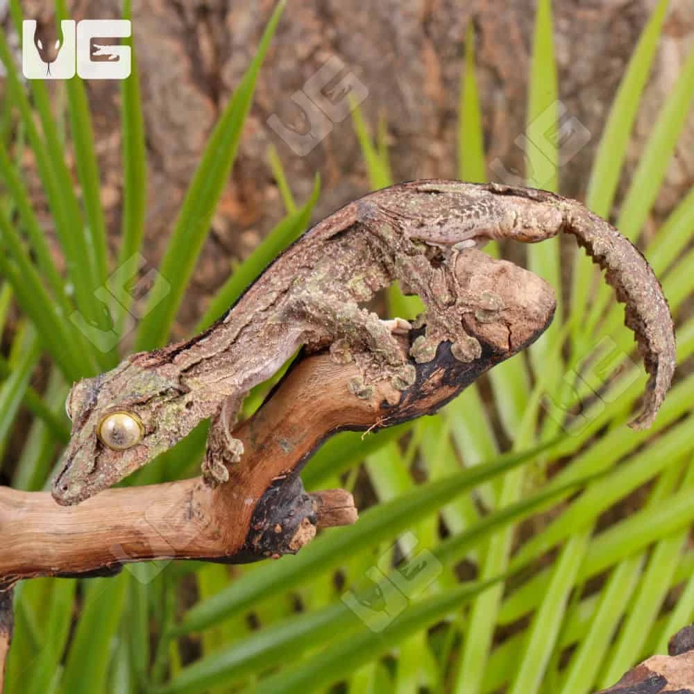 Sikorae Mossy Leaf Tail Gecko - Image 3