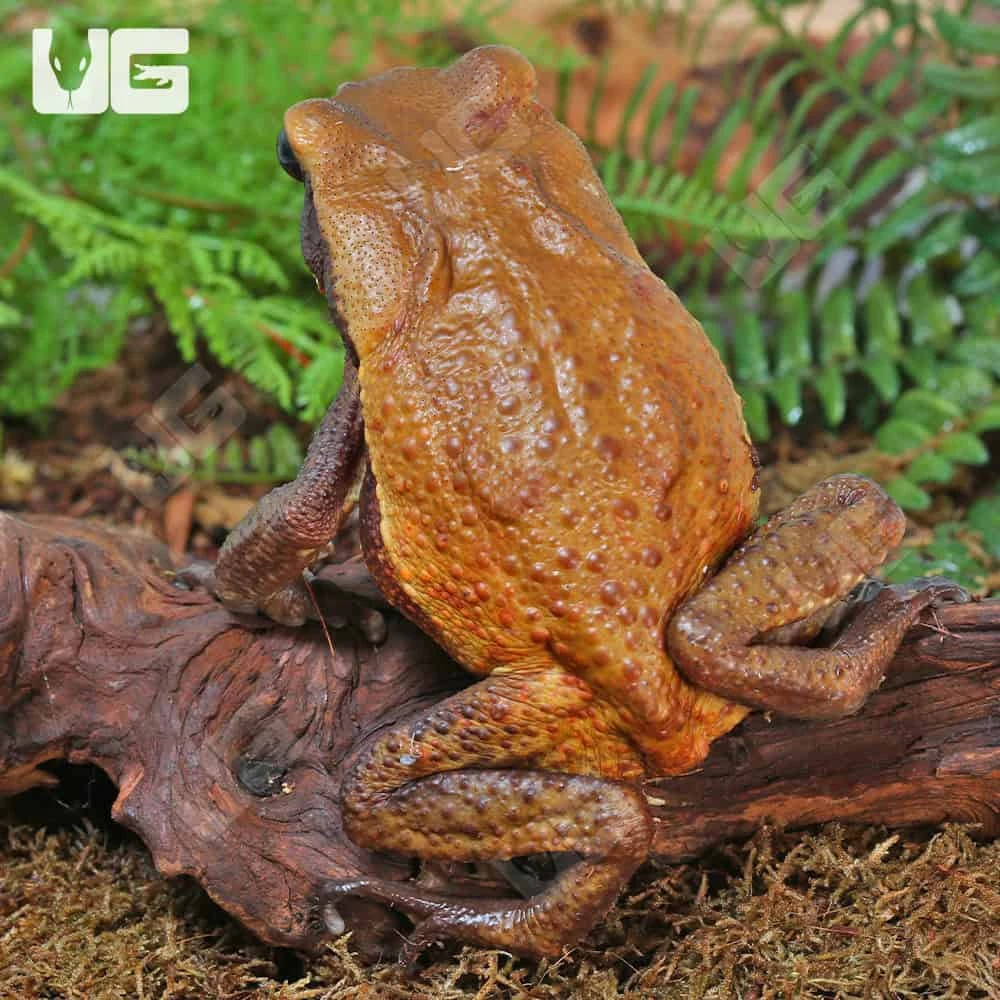 Smooth Sided Toad (4-8″) - Image 3