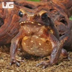 Smooth Sided Toad (4-8″)