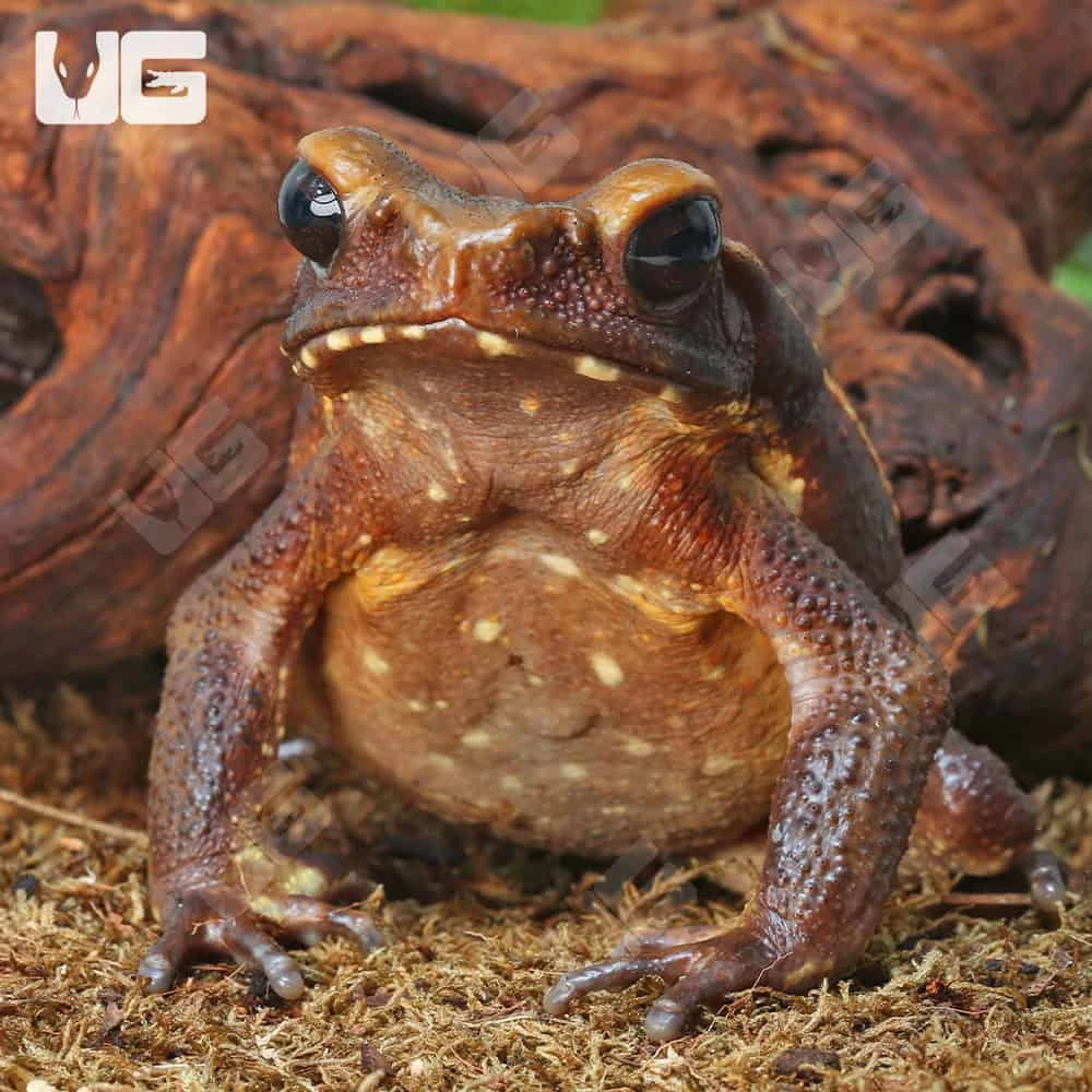 Smooth Sided Toad (4-8″)