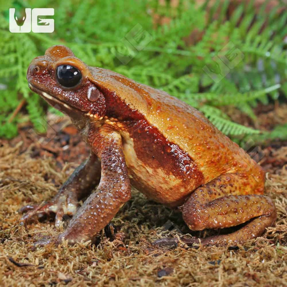 Smooth Sided Toad (4-8″) - Image 2