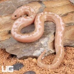 Baby Snow Striped Kenyan Sand Boa