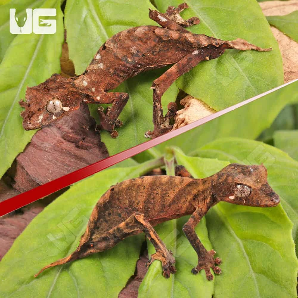 PAIR Spearpoint Leaf-Tailed Gecko #1 - Image 2