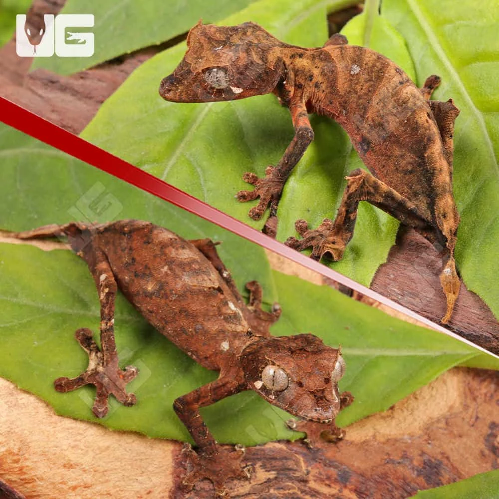 PAIR Spearpoint Leaf-Tailed Gecko #1 - Image 4