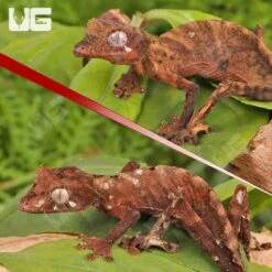 PAIR Spearpoint Leaf-Tailed Gecko #1