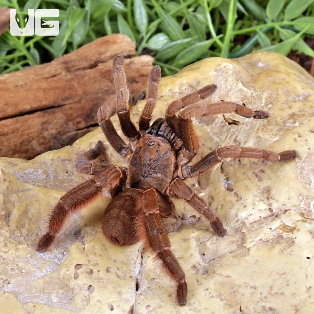 Stout Leg Earth Tiger Tarantula (3 – 4″) - Image 2