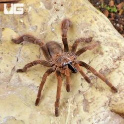 Stout Leg Earth Tiger Tarantula (3 – 4″)