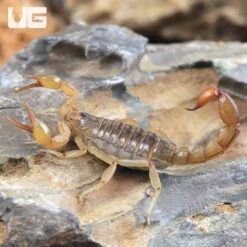 Striped Devil Scorpion
