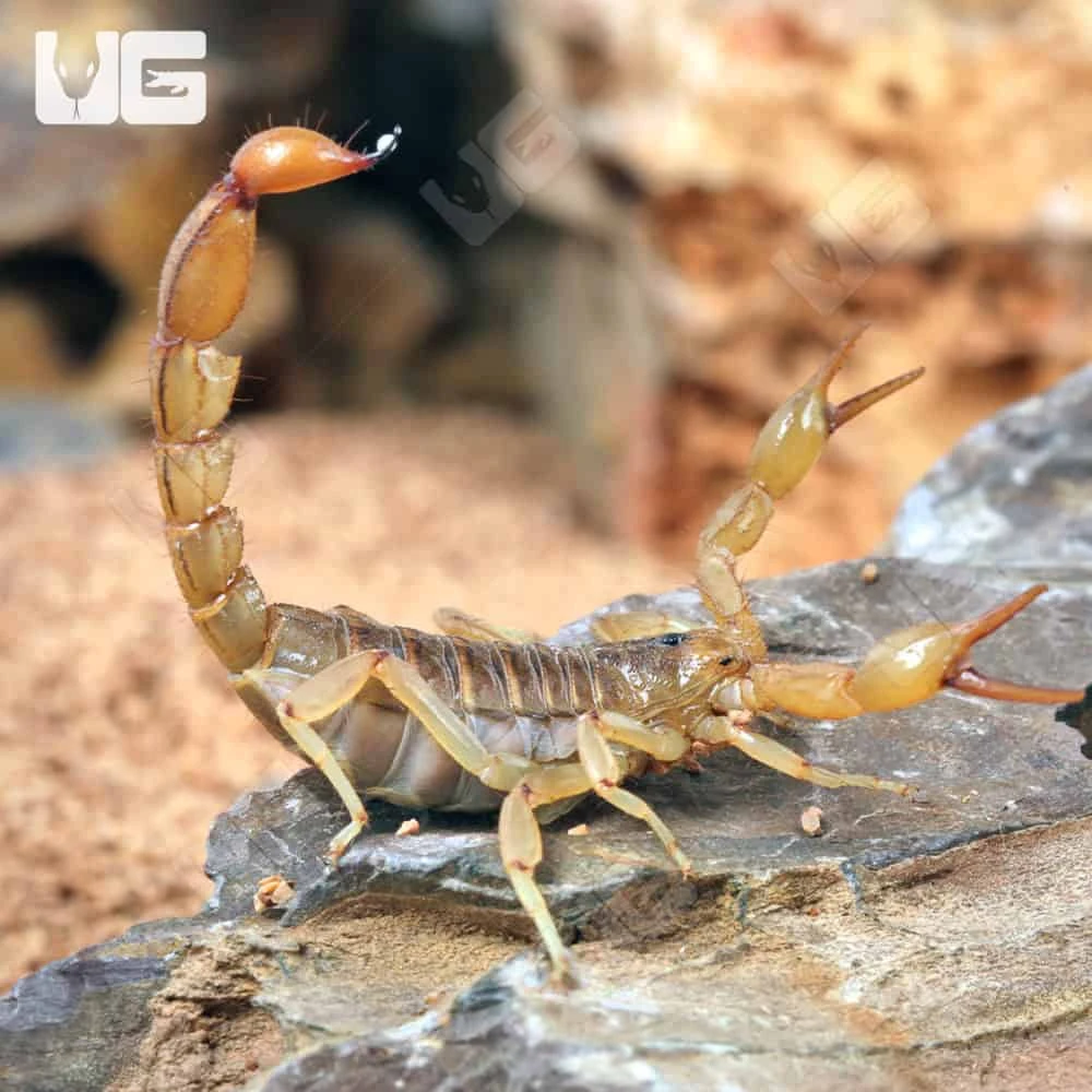 Striped Devil Scorpion - Image 4
