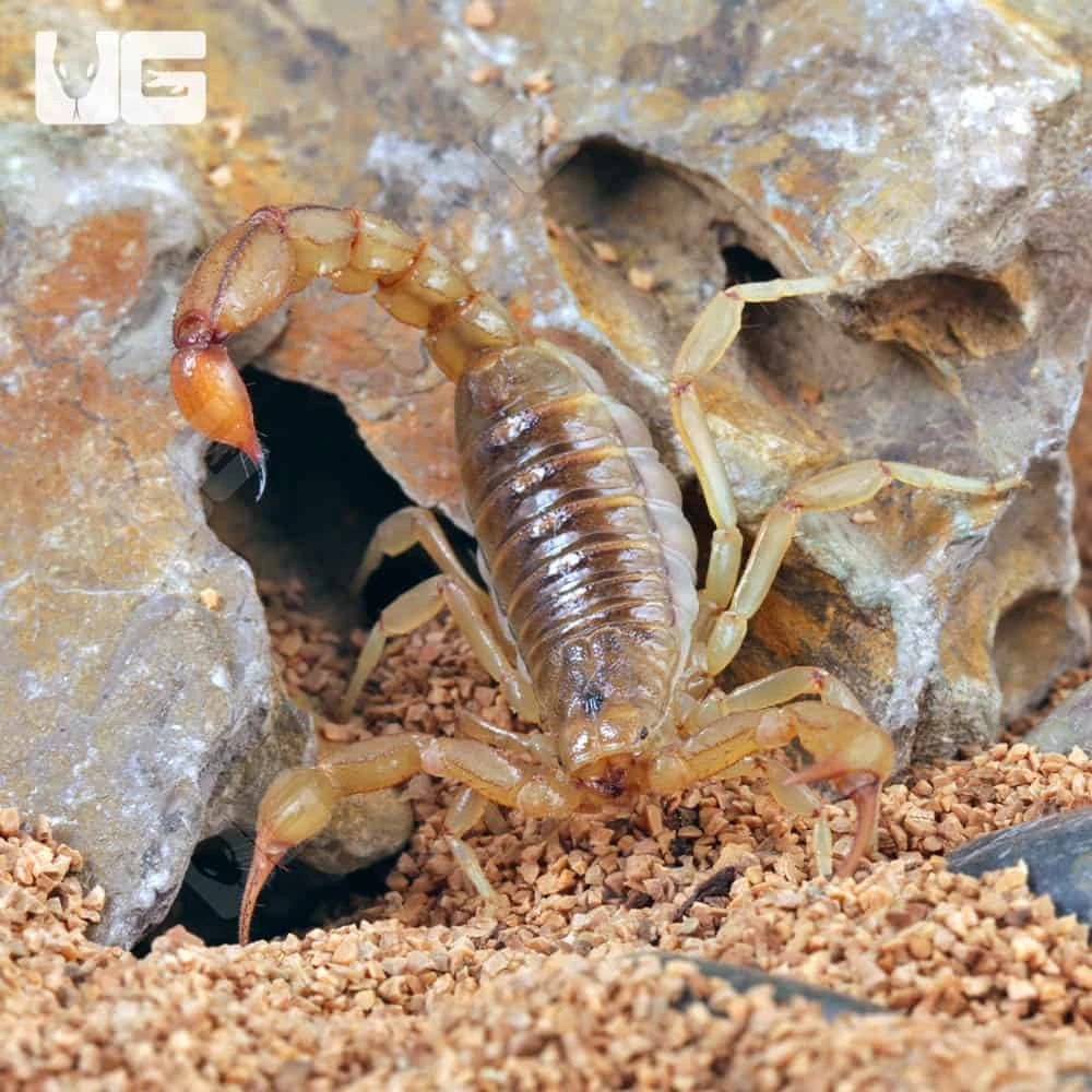 Striped Devil Scorpion - Image 3