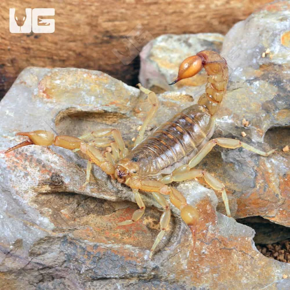 Striped Devil Scorpion - Image 2